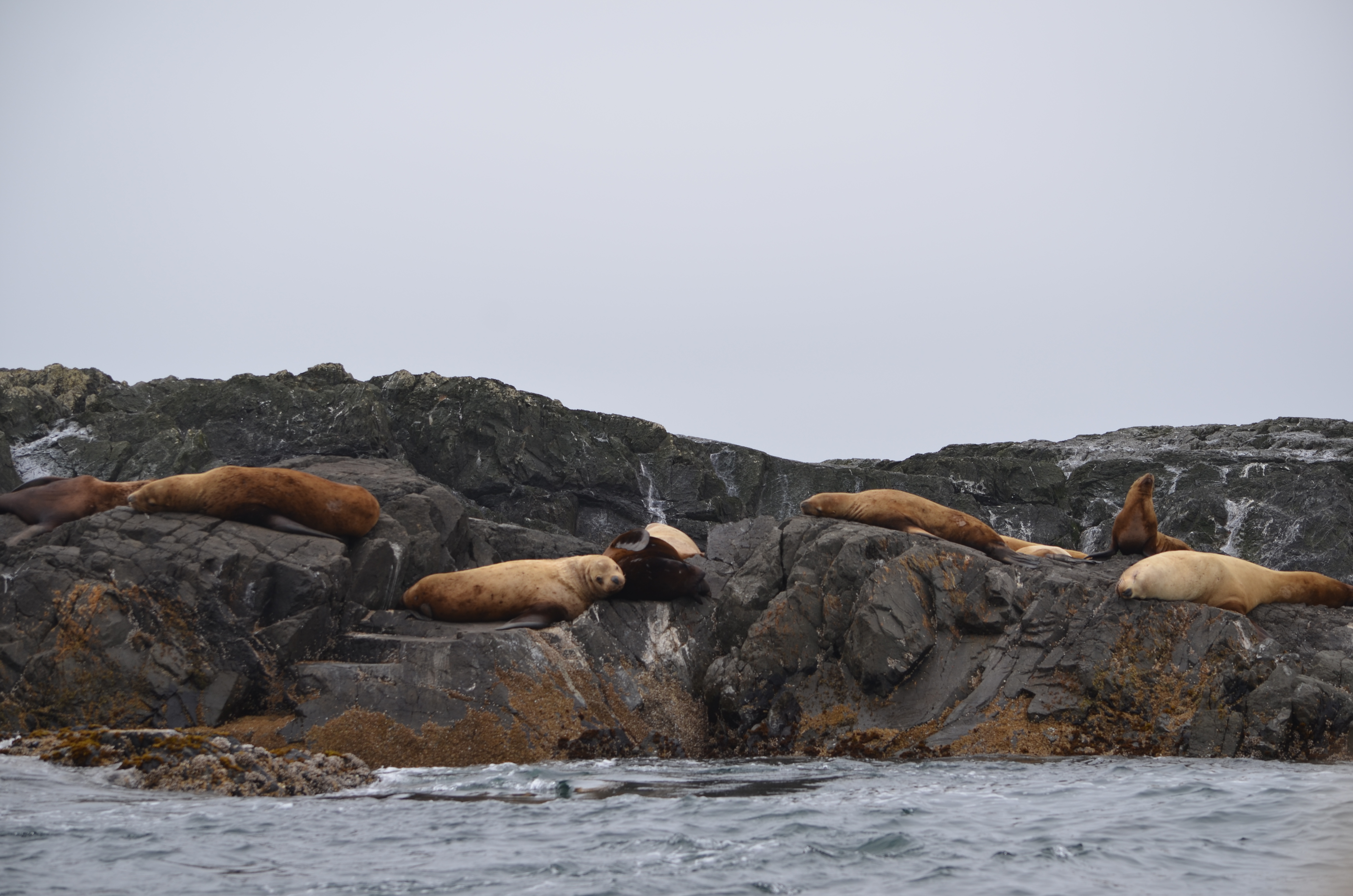 photos/wildlife/Mammal_Species/Steller Sea Lion/DSC_0345.JPG